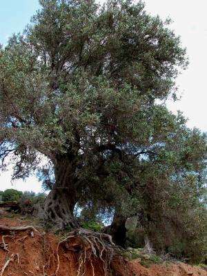 Olivenbaum 2