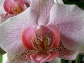 Orchideen-Blüte makro