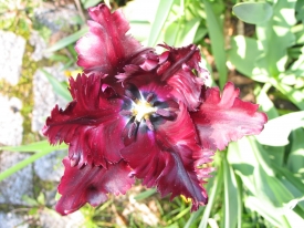 Tulpe 2