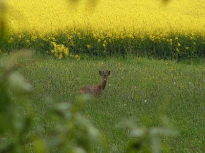 versteckt - entdeckt