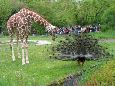Giraffe und Pfau