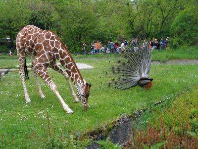 Giraffe und Pfau 2