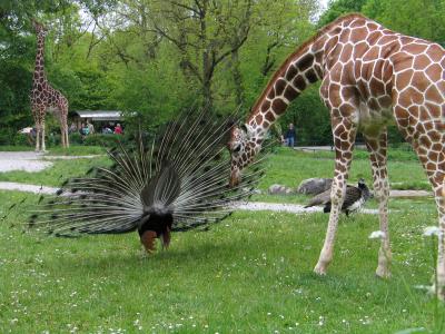 Giraffe und Pfau 7