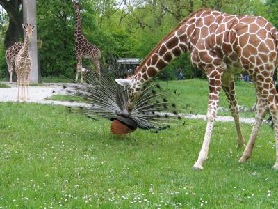 Giraffe und Pfau 8