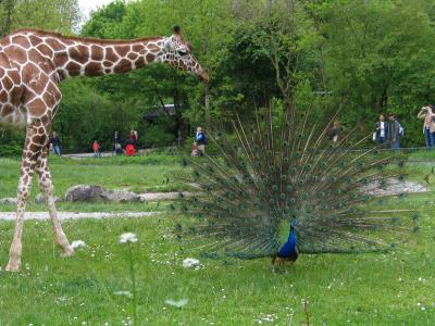 Giraffe und Pfau 9