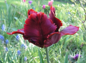 Rote Tulpe