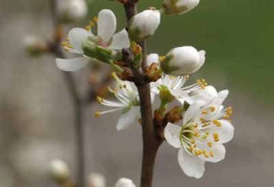 Kirschblüte