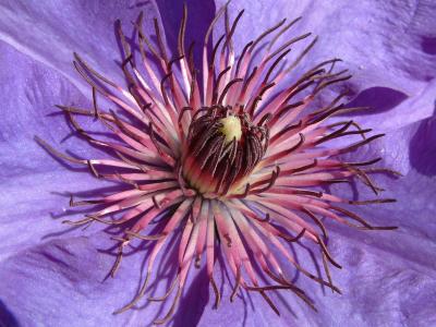 Clematis - The President 1