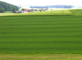 Feld