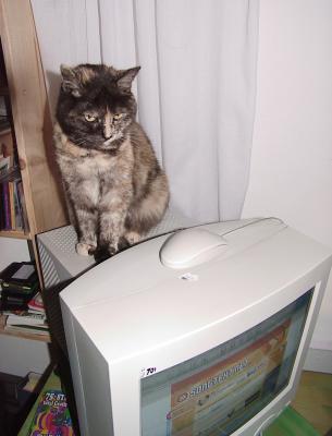 Computer-Katze