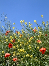 blau gelb rot grün