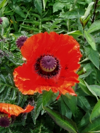 Mohn