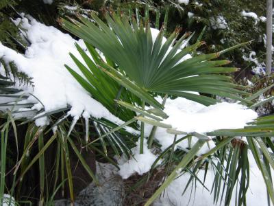 Winterpalme