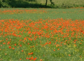 Wo man hinschaut ... überall Mohn