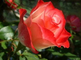 Rose in Morgensonne 2