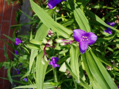 Kleine blaue Blüte (Dreimasterblume)