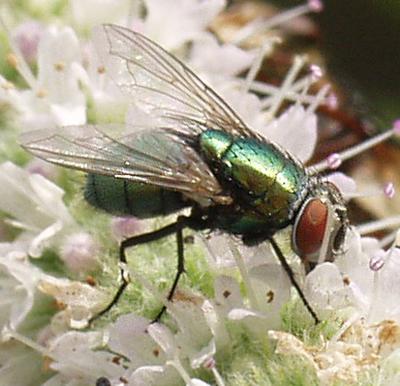 Fliege grün