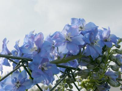 Blaue Blüten am Zaun2