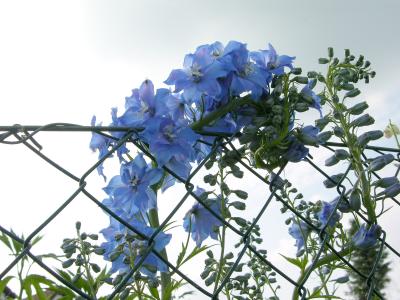 Blaue Blüten am Zaun 1