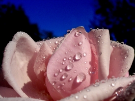 Wasserperlen auf Rosenblüte.