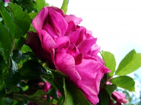 rosa Röschen 2