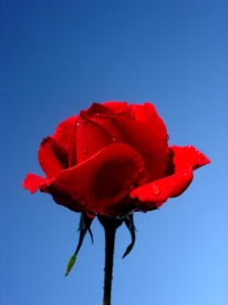 Himmlische Rose.
