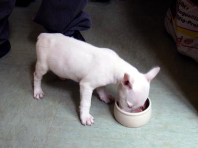 Bullterrier-Welpe