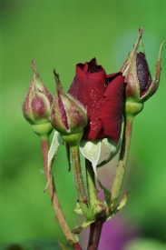 Dunkelrote Rose