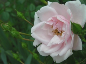 Rose rosa-weiß