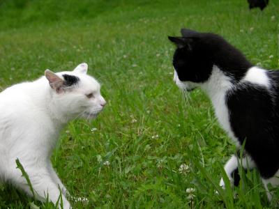 Katzenbegrüßung 2 - Abchecken wie der Andere gelaunt ist -