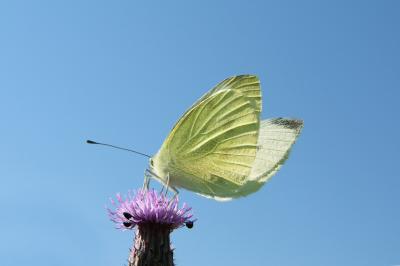 Schmetterling auf einer Ackerdistel