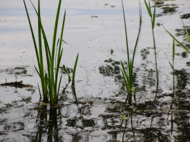 Impression am See