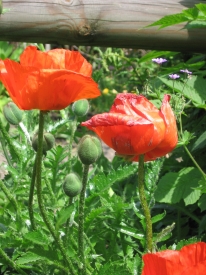 Mohn