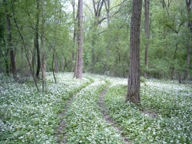 Waldweg