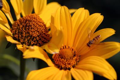 Sonnig gelbe Blume