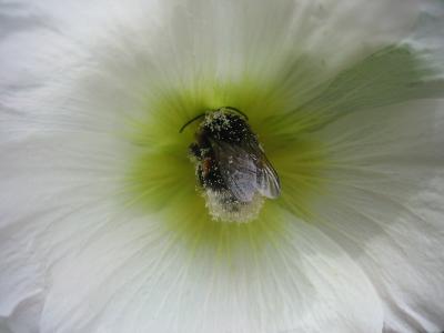 Bestäubene Biene
