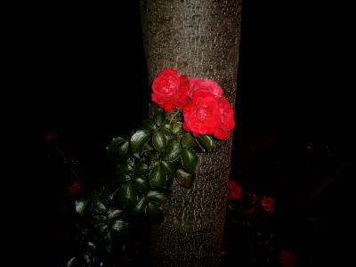 Blumen in der Nacht 3