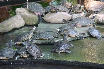 Sonnenbad der Schildkröten