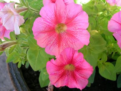 Petunien Blüte