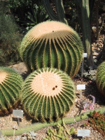 Kaktus bzw Schwiegermuttersitz
