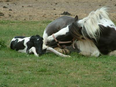 Geburt eines Pferdes