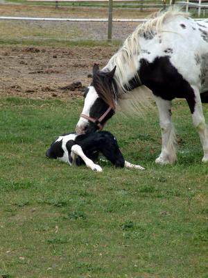 Geburt eines Pferdes 2