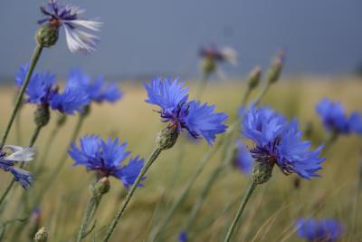 Kornblumen oder blaue Pracht