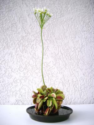 Dionaea muscipula 3