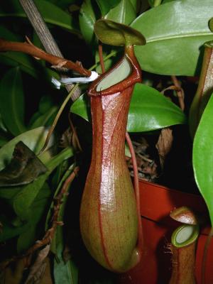 Nepenthes 'Alata' 2