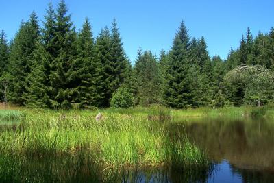 Schwarzwaldsee