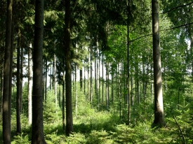 Sonniges Waldstück