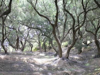 Netze unter Oliven
