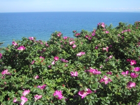 Heckenrosen am Meer