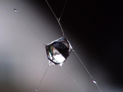 Tropfen im Spinnennetz